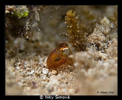 baby cuttlefish by Niky Šímová 